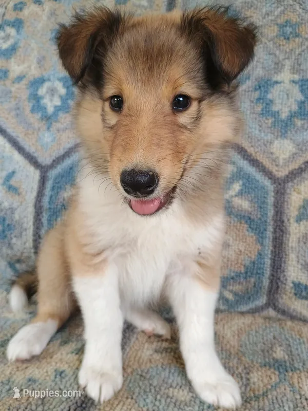 Alexa – Collie puppy for sale in Lancaster, SC