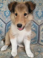 Alexa, a female Collie for sale in Lancaster, SC – 1 of 8