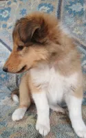 Alexa, a female Collie for sale in Lancaster, SC – 2 of 8