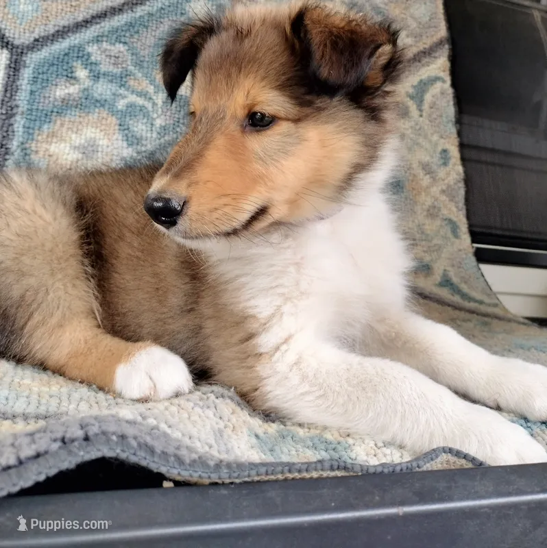 Teddy – Collie puppy for sale in Lancaster, SC