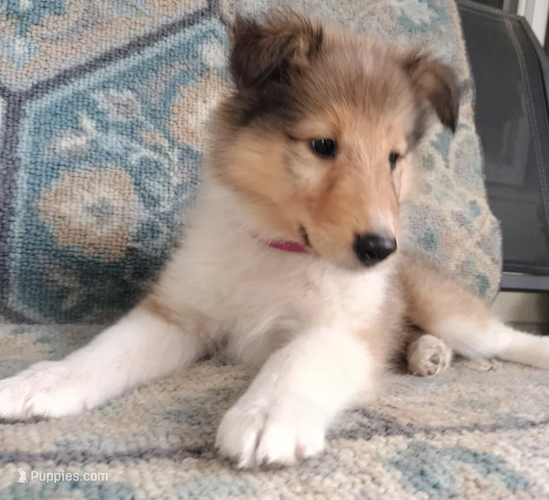 Berry – Collie puppy for sale in Lancaster, SC