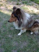 Skylar, a male Collie for sale in Lancaster, SC – 3 of 4