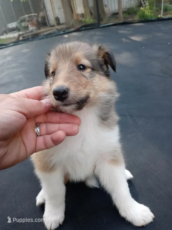 Alexa – Collie puppy for sale in Lancaster, SC