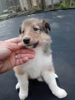 Alexa, a female Collie for sale in Lancaster, SC – 1 of 3