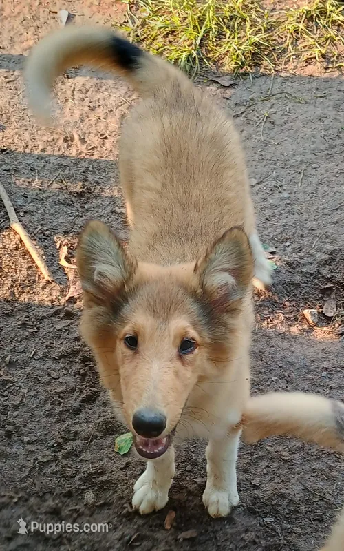 Alexa – Collie puppy on hold in Lancaster, SC