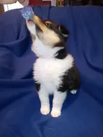Big Girl, a female Collie for sale in Lancaster, SC – 7 of 8