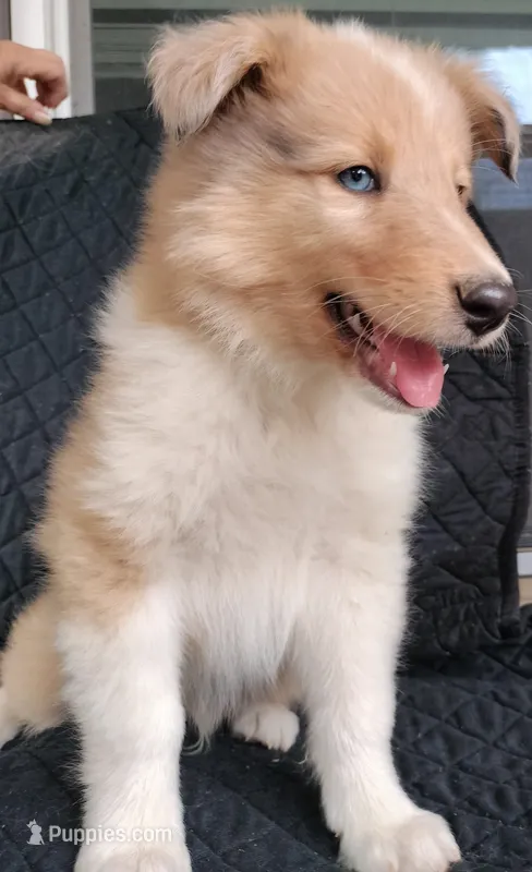 Skylar – Collie puppy for sale in Lancaster, SC
