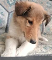 Berry, a female Collie for sale in Lancaster, SC – 2 of 7