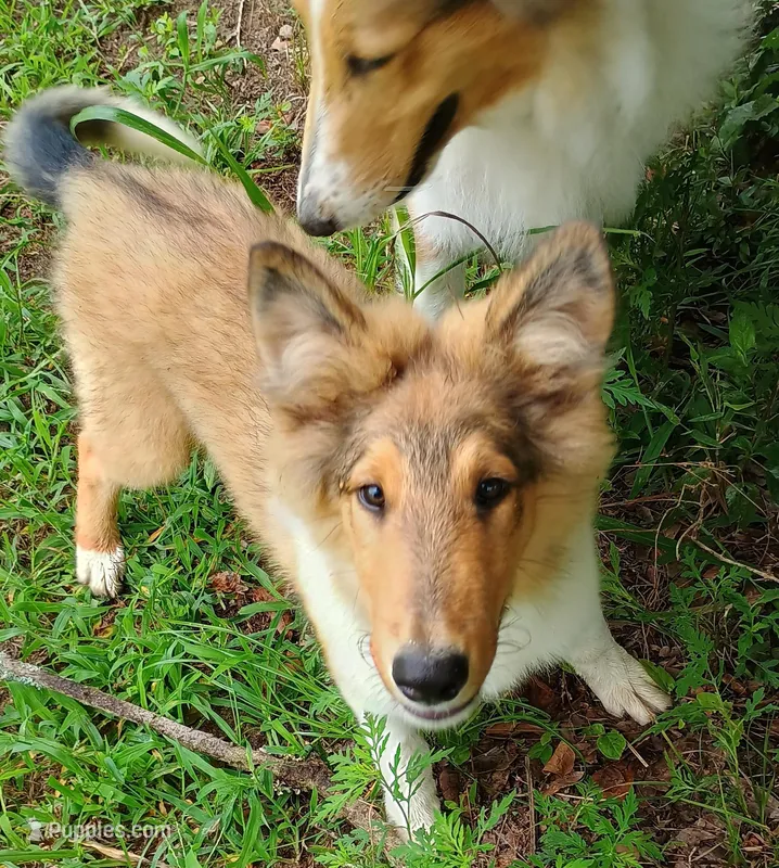 Teddy – Collie puppy for sale in Lancaster, SC