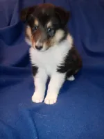 Big Girl, a female Collie for sale in Lancaster, SC – 5 of 8