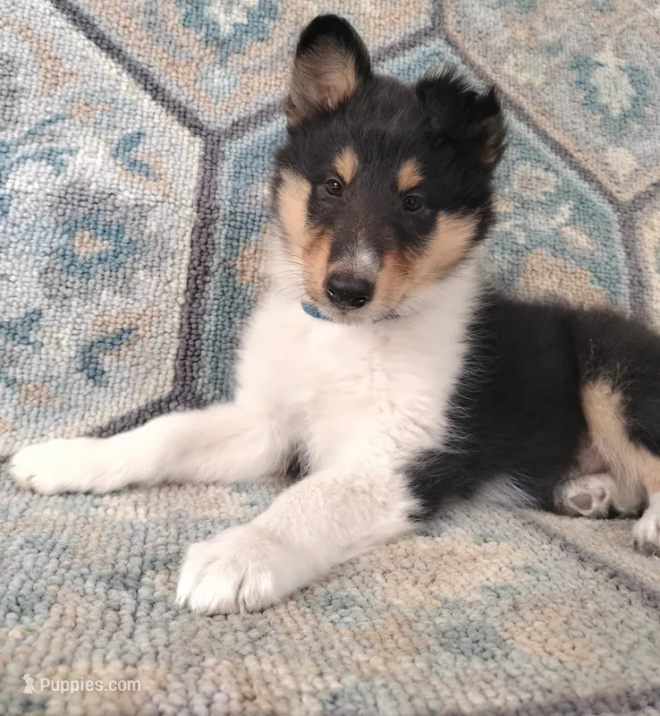 Big Boy – Collie puppy for sale in Lancaster, SC