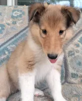 Alexa, a female Collie for sale in Lancaster, SC – 3 of 8