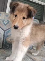Berry, a female Collie for sale in Lancaster, SC – 3 of 7