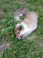 Green Collar, a female Collie for sale in Lancaster, SC – 3 of 3