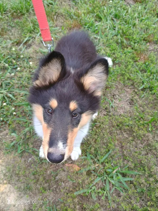 Big Boy – Collie puppy for sale in Lancaster, SC