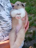 Skylar, a male Collie for sale in Lancaster, SC – 1 of 4