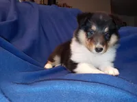 Big Girl, a female Collie for sale in Lancaster, SC – 2 of 8