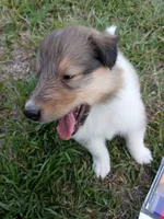 Green Collar, a female Collie for sale in Lancaster, SC – 2 of 3
