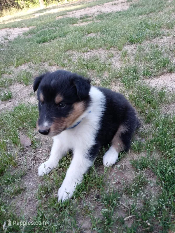 Big Boy – Collie puppy for sale in Lancaster, SC