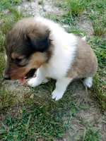Sable Male, a male Collie for sale in Lancaster, SC – 2 of 6