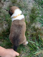 Sable Male, a male Collie for sale in Lancaster, SC – 4 of 6