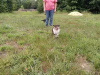 Big Girl, a female Collie for sale in Lancaster, SC – 8 of 8
