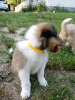 Sable Male, a male Collie for sale in Lancaster, SC – 5 of 6