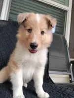 Skylar, a male Collie for sale in Lancaster, SC – 4 of 10