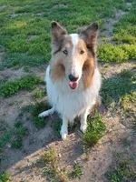 Skylar, a male Collie for sale in Lancaster, SC – 4 of 4