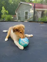 Teddy, a male Collie for sale in Lancaster, SC – 3 of 10
