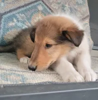 Teddy, a male Collie for sale in Lancaster, SC – 3 of 9