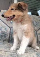 Alexa, a female Collie for sale in Lancaster, SC – 4 of 8