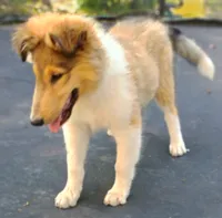 Teddy, a male Collie for sale in Lancaster, SC – 2 of 10