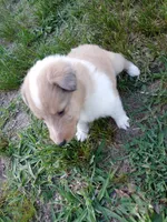 Skylar, a male Collie for sale in Lancaster, SC – 2 of 4