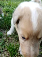 Skylar, a male Collie for sale in Lancaster, SC – 7 of 10