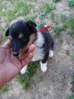 Vicky, a female Collie for sale in Lancaster, SC – 3 of 3