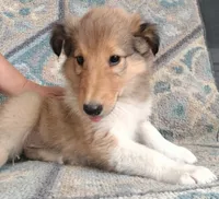Berry, a female Collie for sale in Lancaster, SC – 4 of 7