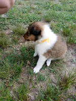 Sable Male, a male Collie for sale in Lancaster, SC – 3 of 6