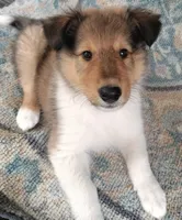 Teddy, a male Collie for sale in Lancaster, SC – 2 of 9