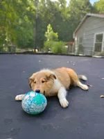 Teddy, a male Collie for sale in Lancaster, SC – 4 of 10