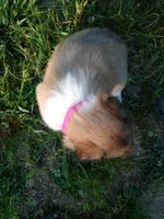 Alexa, a female Collie for sale in Lancaster, SC – 3 of 3