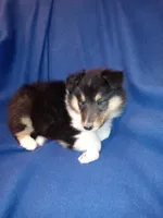 Big Girl, a female Collie for sale in Lancaster, SC – 4 of 8