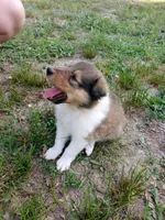 Sable Male, a male Collie for sale in Lancaster, SC – 6 of 6