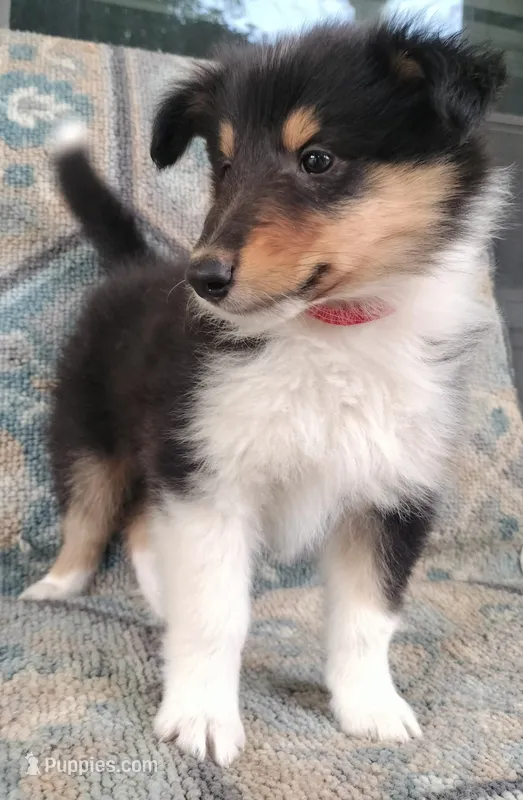 Vicky – Collie puppy for sale in Lancaster, SC