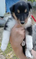 Vicky, a female Collie for sale in Lancaster, SC – 1 of 3