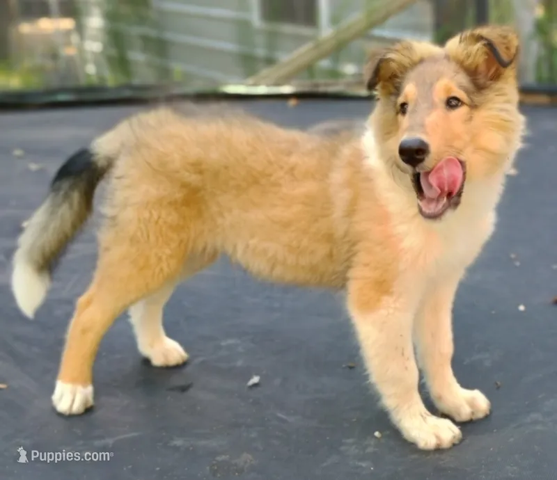 Teddy – Collie puppy for sale in Lancaster, SC