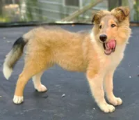 Teddy, a male Collie for sale in Lancaster, SC – 1 of 10