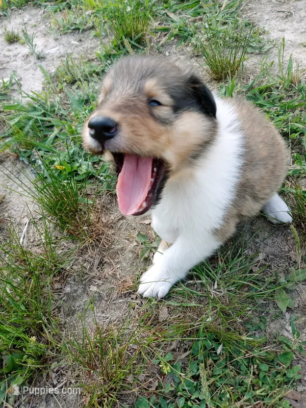 Sable Male – Collie puppy for sale in Lancaster, SC