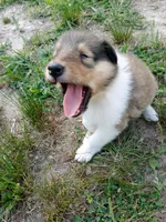 Sable Male, a male Collie for sale in Lancaster, SC – 1 of 6