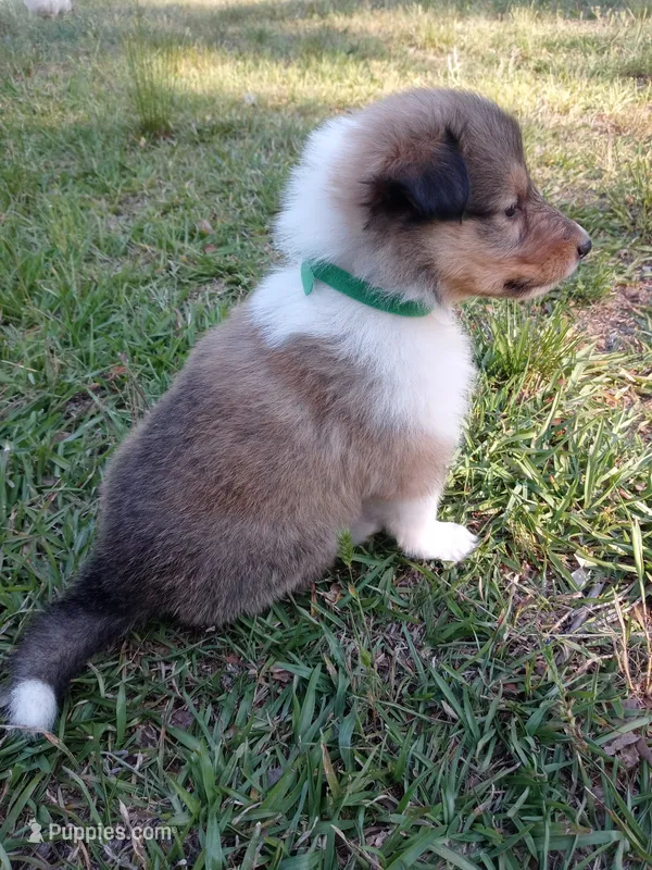 Green Collar, a female Collie for sale in Lancaster, SC – 1 of 3